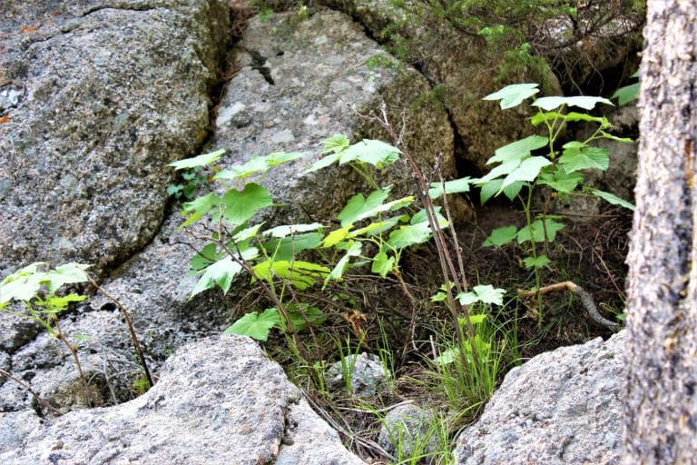 Learn How to Forage For Food! A Strange and Happy Option!