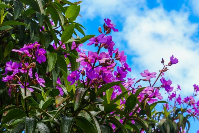 Clear-cut Ways to Create a Functional and beautiful Flower Garden