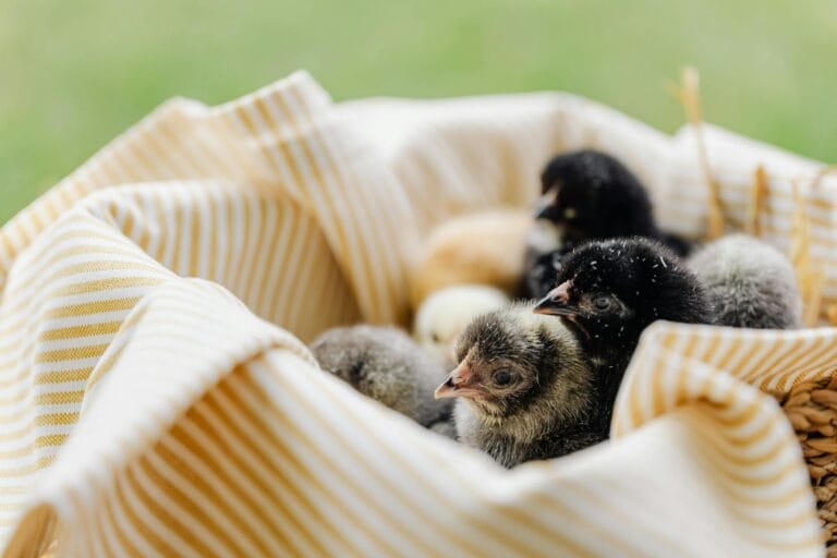 Beginning Chicken Raising Tips