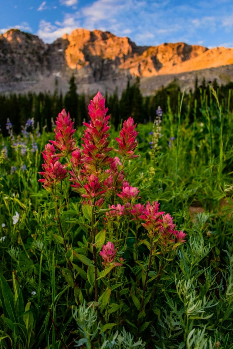 Five Ways to Dwell in the Land and Do Good