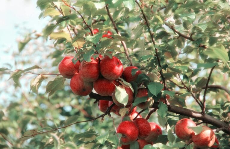 Creating a Small but Productive Food Forest