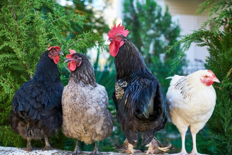 Proven Reasons for Raising a Few Happy Chickens