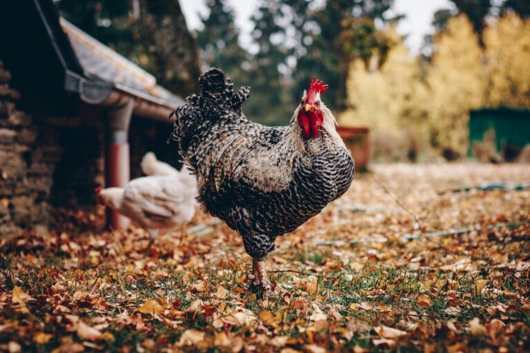 Three Important Things to Remember When You Have Chickens
