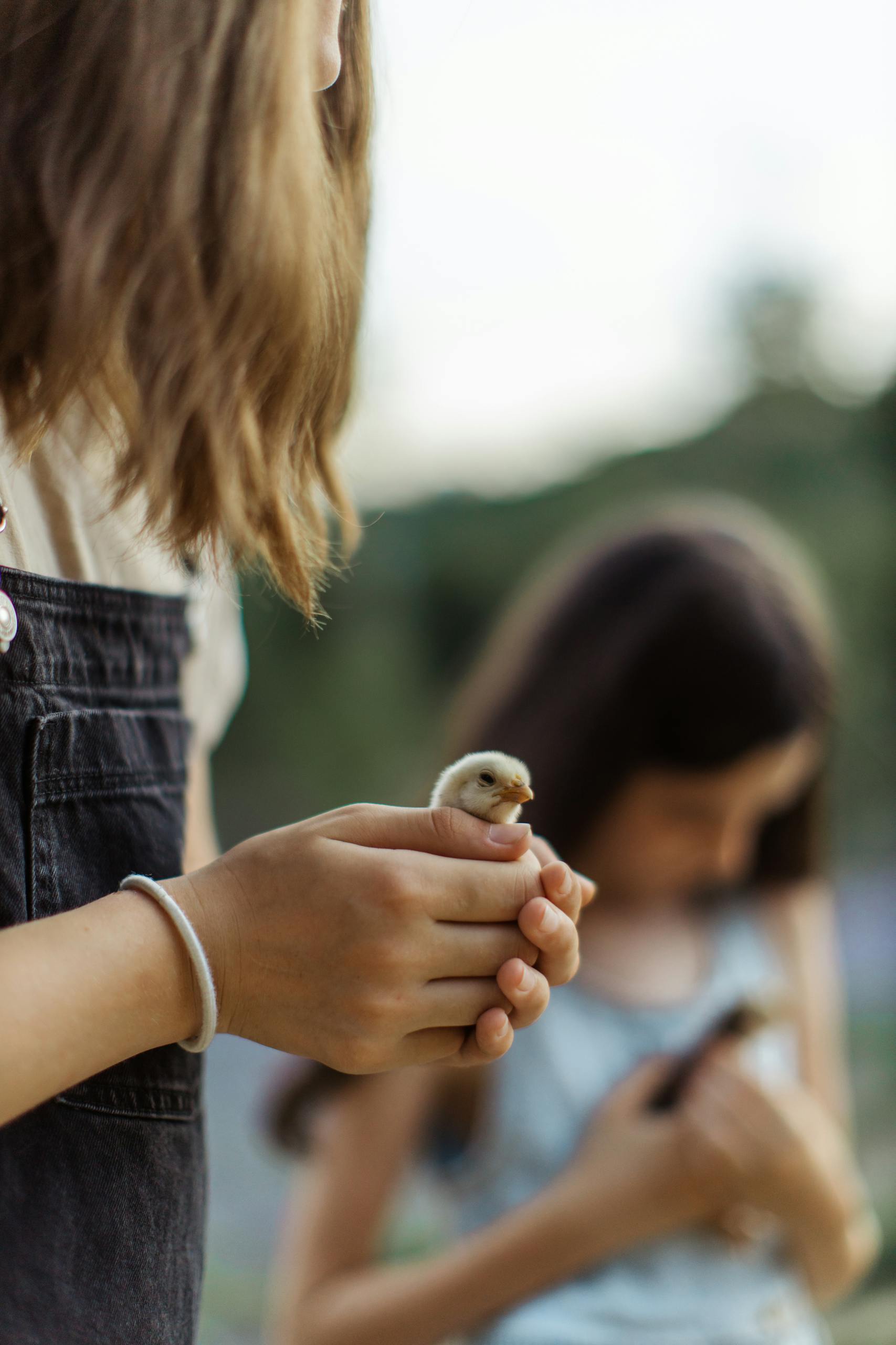 Two girls gently holding chicks outdoors, displaying childhood innocence.
