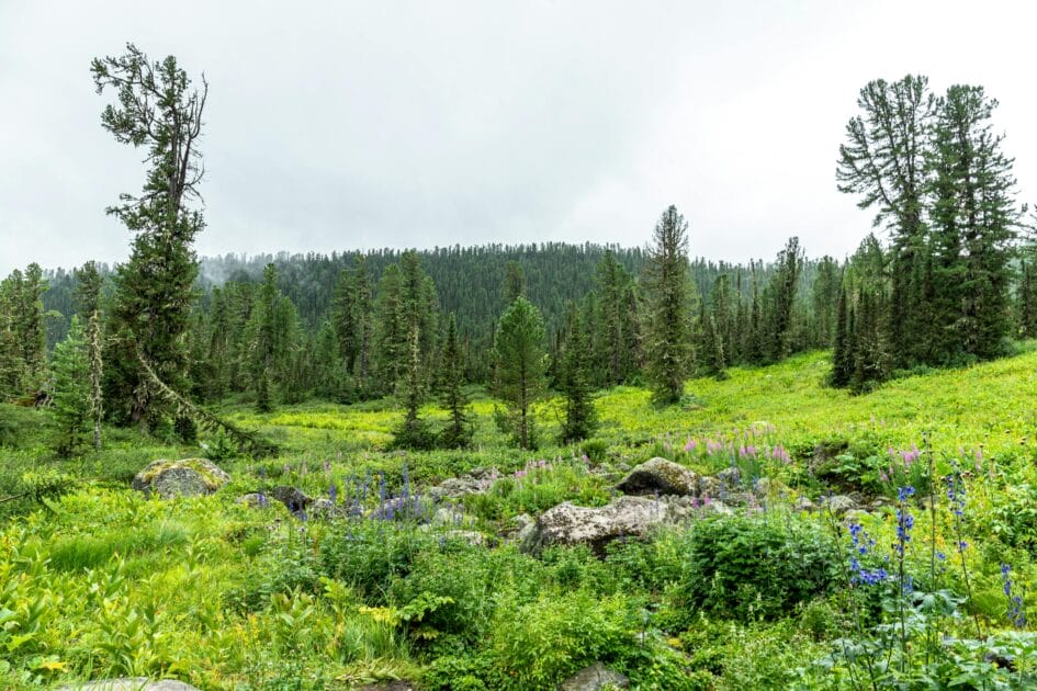 Explore a vibrant summer landscape showcasing lush greenery and wildflowers in a remote mountain region.