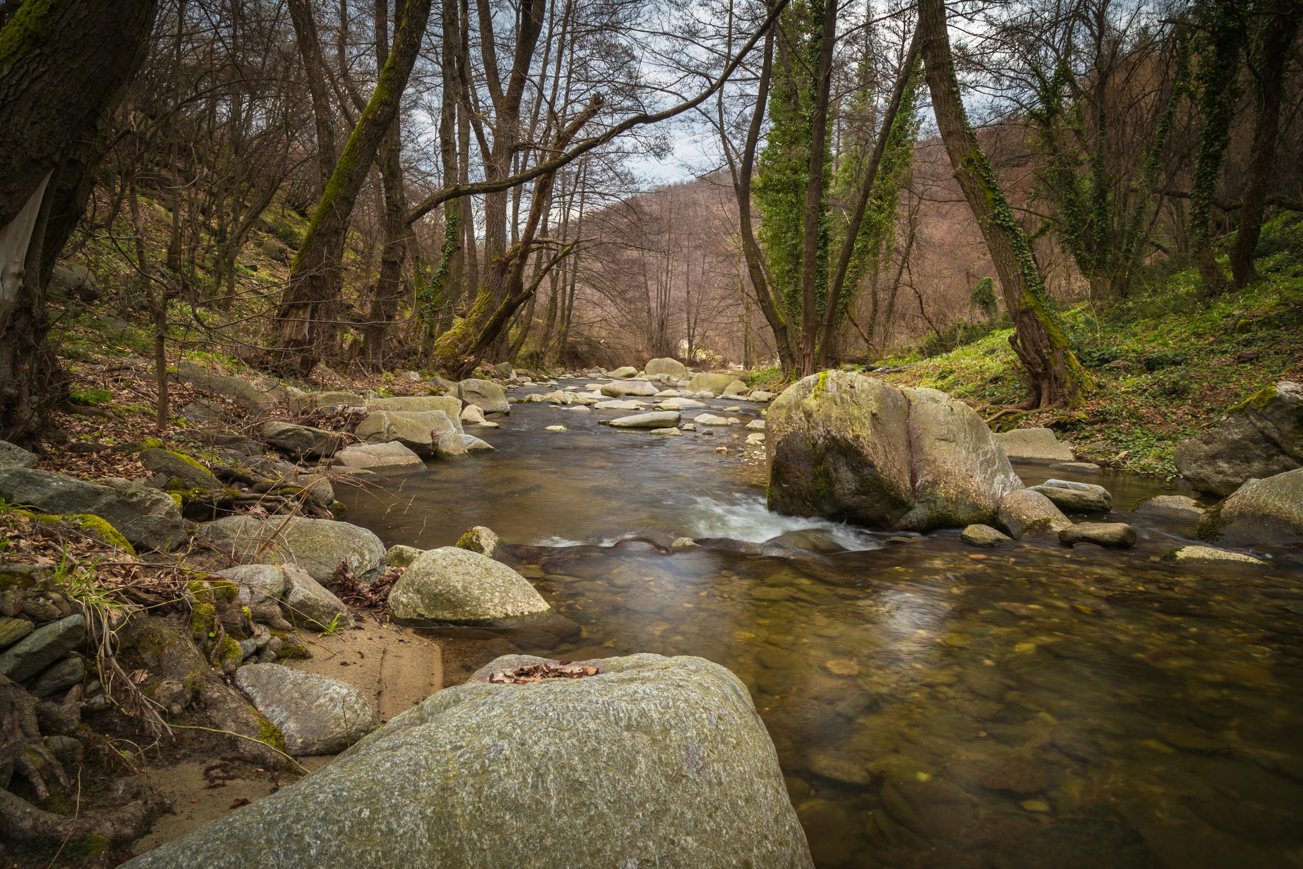 Tranquil forest stream flowing over moss-covered rocks with early spring foliage.