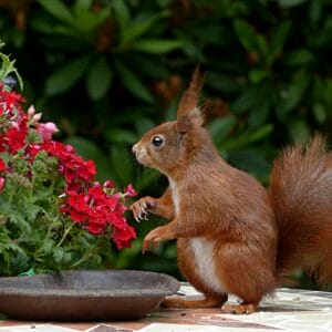 A red squirrel sits among vibrant red flowers, offering a charming glimpse into nature.